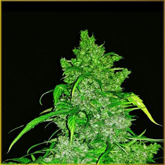 Cannabis seeds Auto Anaconda Feminised